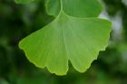 Ginkgo.jpg