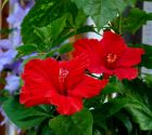 Hibiskusblueten.jpg