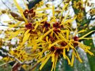 Hamamelis.jpg