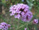 Verbena.jpg